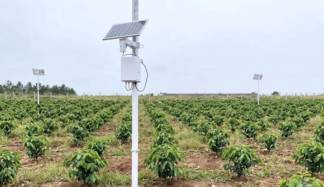 Camera và cảm biến trên cột giữa hàng cà phê non