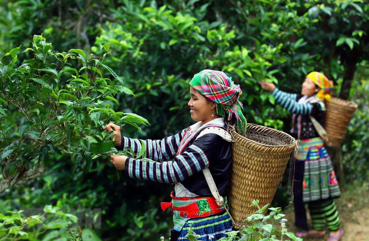 Phụ nữ dân tộc thu hái trên đồi