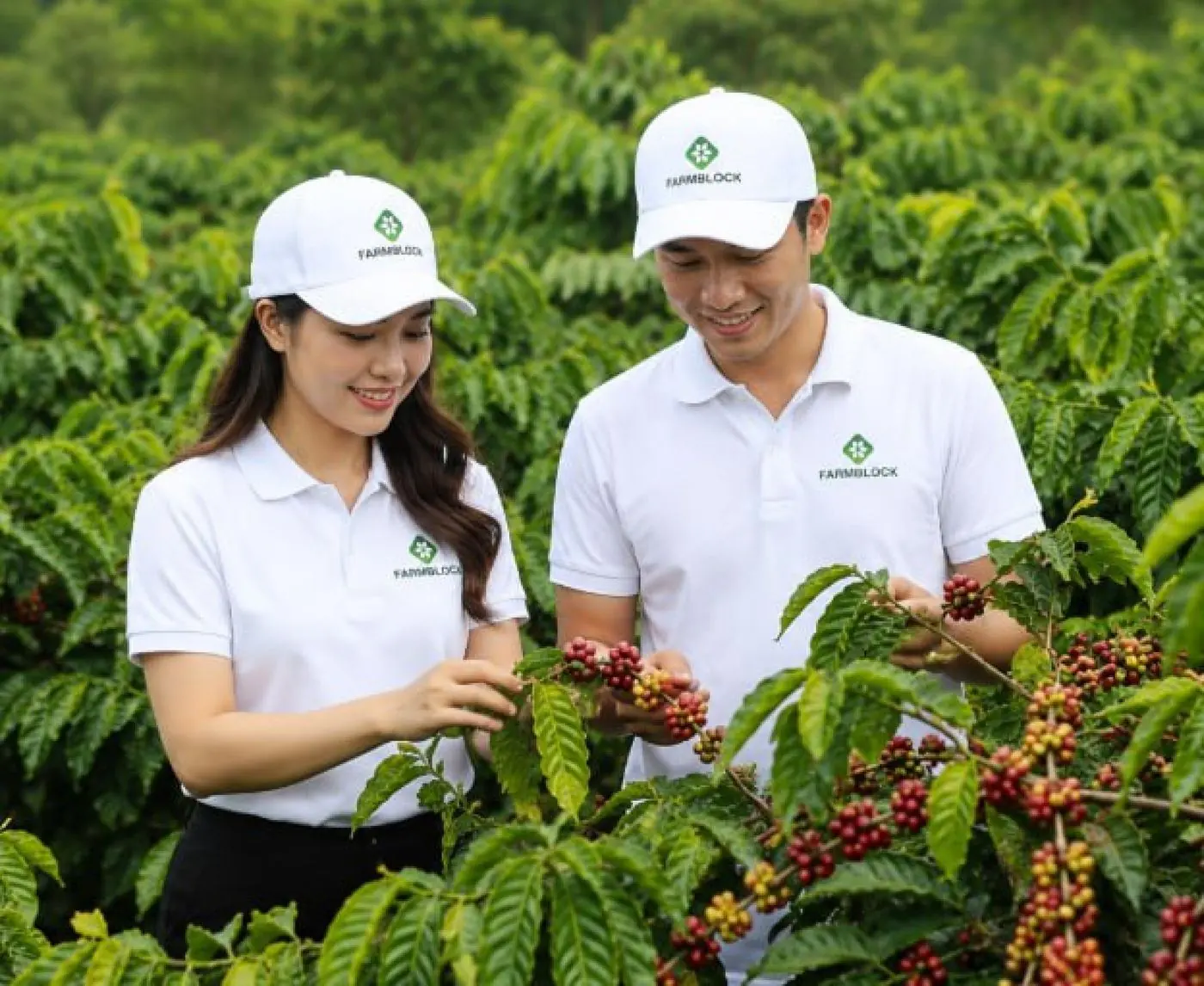 Hai kỹ sư FarmBlock kiểm tra chùm cà phê chín trên cành