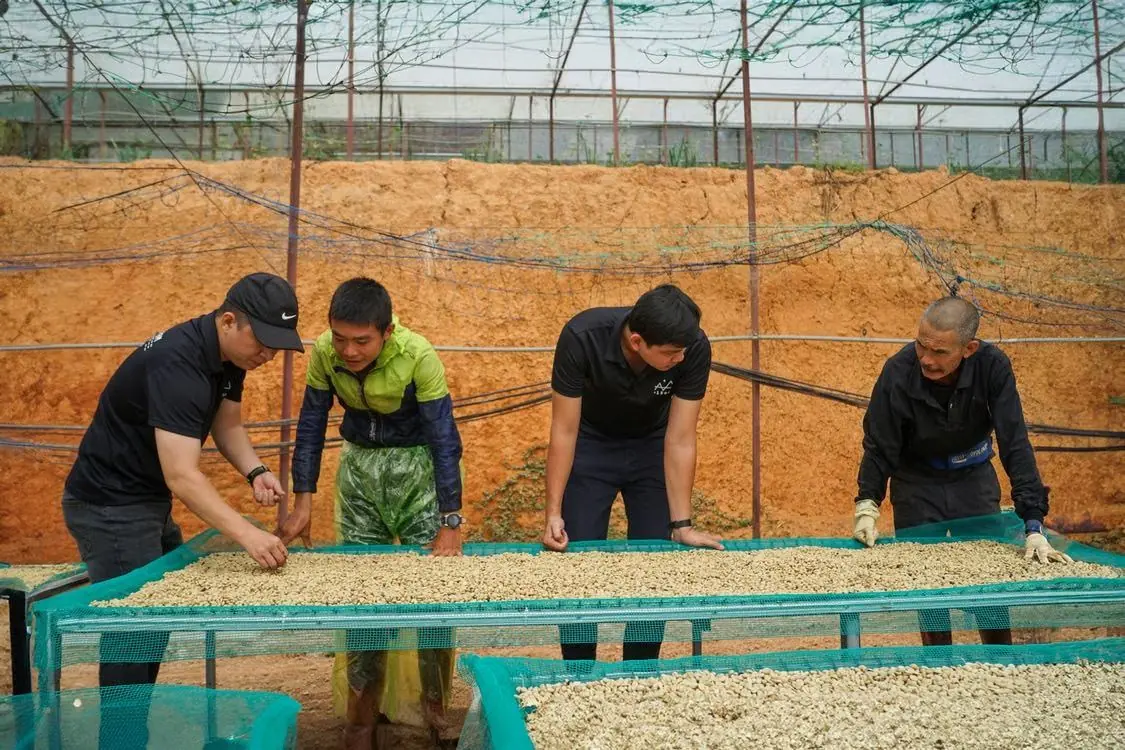 Kỹ sư và người dân cùng kiểm tra hạt cà phê